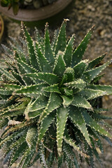 Succulent Haworthia Fasciata macro image at a nursery