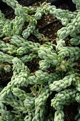 Burro's Tail succulent