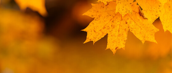 Autumn leaves. Colorful autumn maple leaves on a tree branch. Selective focus. Copy space