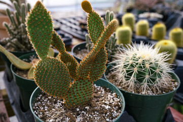Fototapeta premium Prickly Pear bunny ear cactus succulent among other succulents in a greenhouse