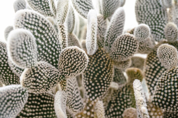 Angel's wings prickly pair cactus