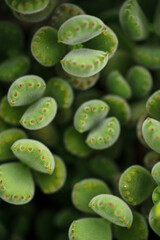 Bear Paw Green Succulent Plant