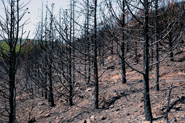 Burned down forest in Marmaris, Turkey.