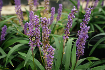 Purple monkey grass blossoms