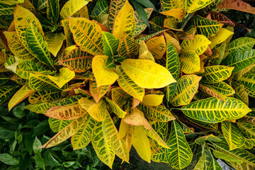 Croton Flowering Plant © Schaefer Photography