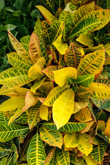 Croton Flowering Plant © Schaefer Photography