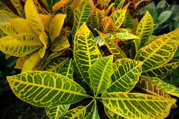 Croton Flowering Plant © Schaefer Photography