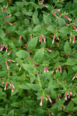 plant blooming with pink flowers