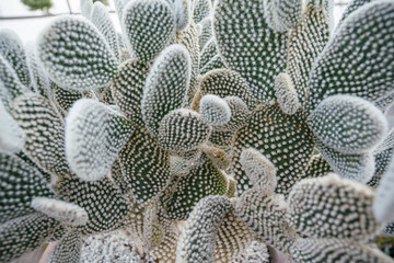 Close up of Angel Wing succulent cactus