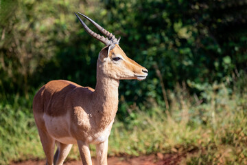 Beautiful impala is an African antelope from the African savannah of South Africa, this herbivorous...