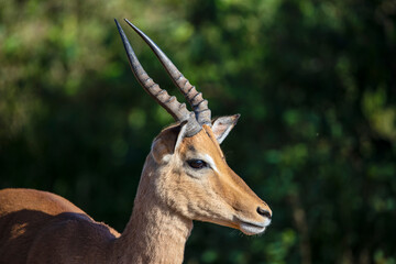 Impala head, one of the African antelopes of the African savannah of South Africa, where this...
