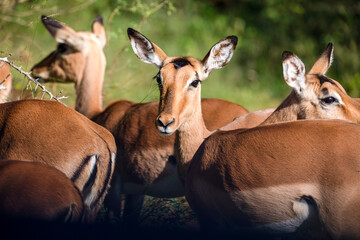 Herd of African antelopes living wild in the African savannah of South Africa in the wild and...