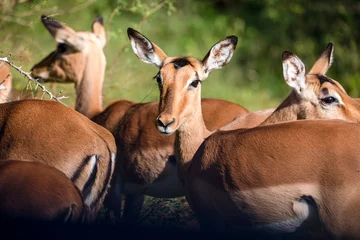 Fotobehang Kudde Afrikaanse antilopen die in het wild leven in de Afrikaanse savanne van Zuid-Afrika en natuurlijk zijn deze plantenetende dieren vrij op de Afrikaanse savanne. © Lifes_Sunday