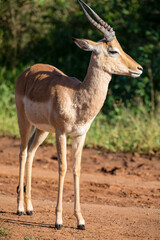 Naklejka na ściany i meble An impala is an African antelope from the African savannah of South Africa, this herbivorous wild animal lives wild and free with other animals in Africa.