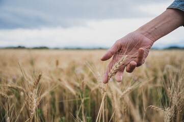 Female hand gently holding a ripening ear of wheat growing in a beautiful golden wheat field