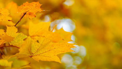 Maple leaves on a blurred background. Autumn golden maple leaves on branch. Copy space