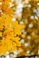 Maple leaves on a blurred background. Autumn golden maple leaves on branch. Copy space