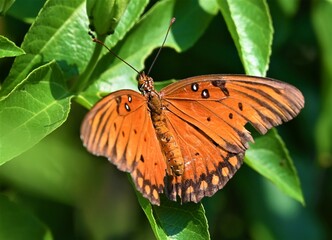 monarch