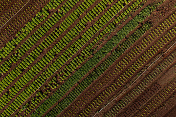 plantation of various vegetables seen from above