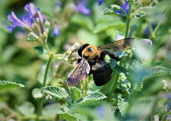 busy little bee