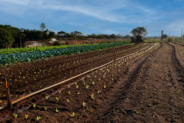 Fototapeta na wymiar plantation with various vegetables in a sunny afternoon