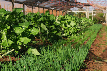 plantation with various vegetables in a sunny afternoon