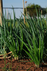 flowerbed with chives in a sunny afternoon - obrazy, fototapety, plakaty