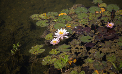 flowers in the water