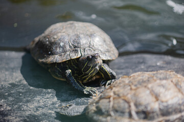 turtle on the rock