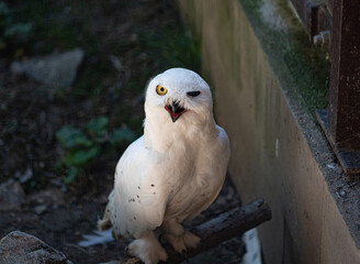 snowy owl in the zoo