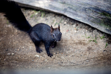 squirrel in the park