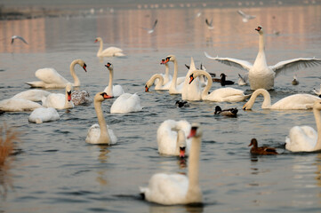 Swans and birds in winter are looking for food on the Vistula River, Krakow, Poland.  Łabędzie i ptaki w zimie szukają pożywienia na rzece Wisła, Kraków, Polska © Arkadiusz