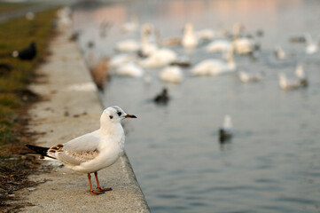 Swans and birds in winter are looking for food on the Vistula River, Krakow, Poland.  Łabędzie i...