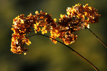 Złota, polska jesień. Żółte i czerwone liście, barwy jesieni. Golden autumn, yellow and red leaves. - obrazy, fototapety, plakaty