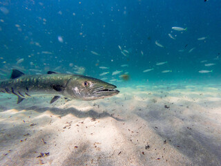 Barracuda Swimming in ocean