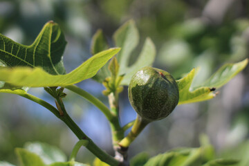 Close-up of fig on a green branch