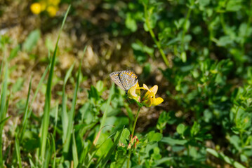 Brown Argus (Aricia agestis) butterfly with closed wings sitting on yellow flower in Zurich, Switzerland