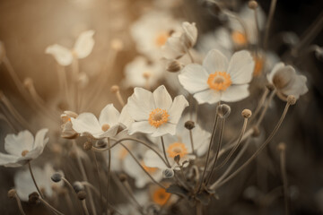 Piękne kwiaty zawilców kwitnących w letnim ogrodzie. Płatki zawilca. Rozmyte tło. Pastelowe tonacje anemonów. Kwitnące rośliny.