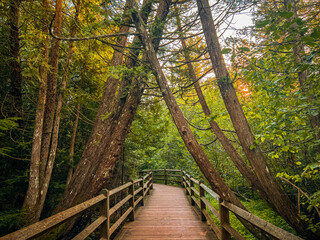 Fototapeta premium bridge in the forest