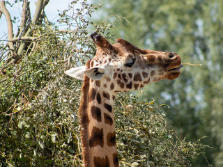 giraffe in the zoo in gelsenkirchen closeup