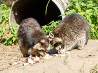 two raccoons eating in a german zoo