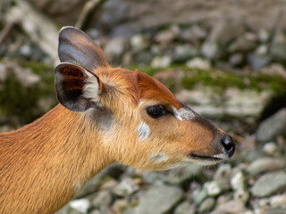 Obraz premium head of an antelope in a zoo in germany