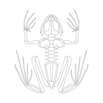 Frog skeletal system. Vector illustration.