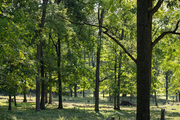 Sparse sunny forest with tall straight trees in the farmland of Amish country, Ohio
