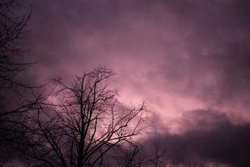 Obraz premium storm clouds over a tree silhouette