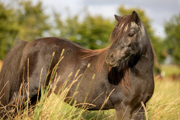 Shetty im hohen Gras