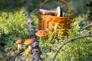 Forest mushroom boletus, cep, porcini, chanterelle collected in a wooden wicker basket. Late summer...