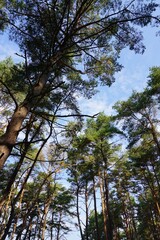 Looking up to the top of spruce branches towards the blue sky in the summertime. Pirita, Tallinn, Estonia. August 2022