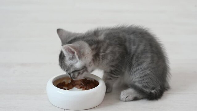 cute fluffy gray kitten cat eats food in the apartment on a light background large licks. High quality 4k footage