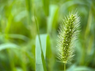 grass on nature background